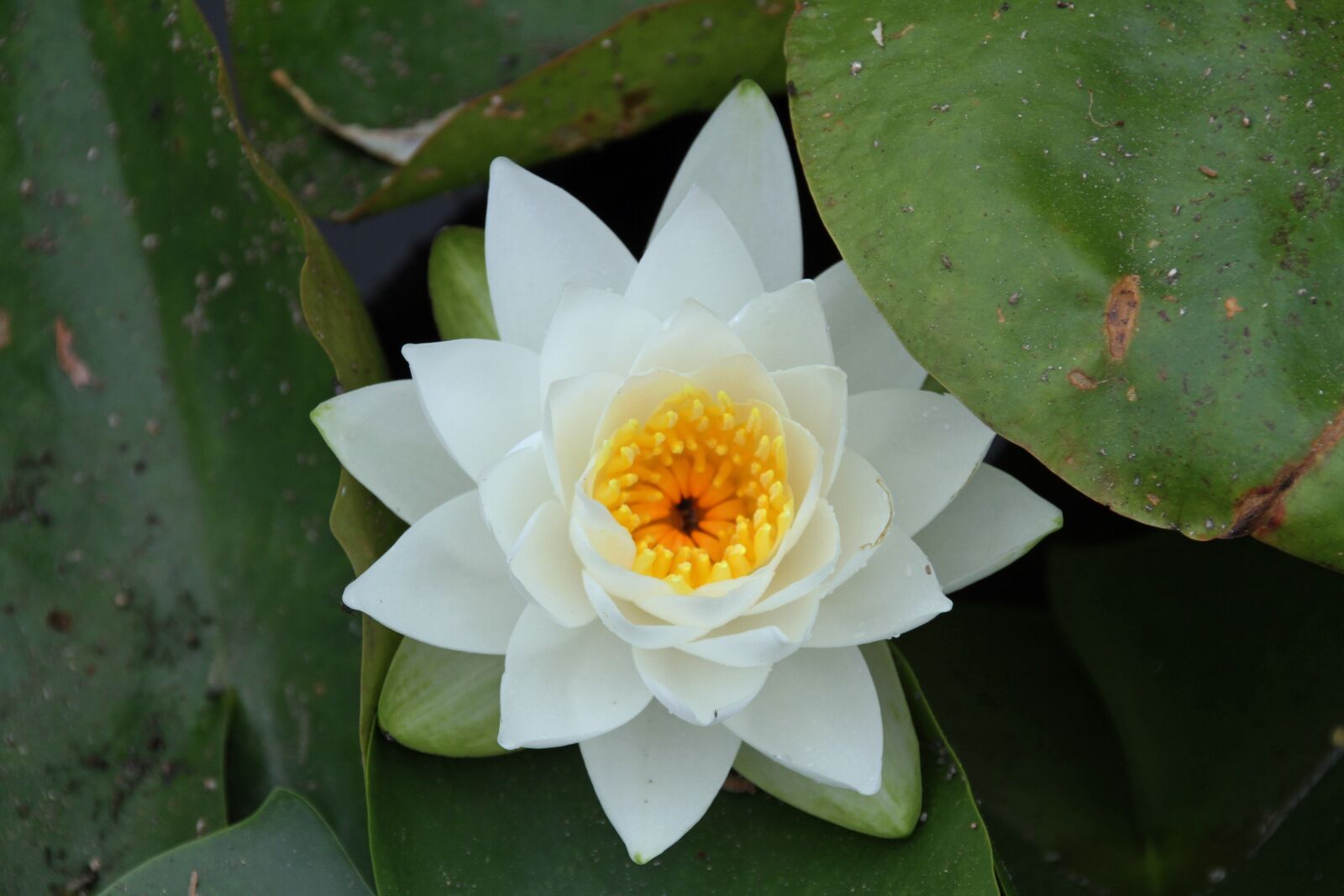 Canon EOS 7D sample photo. Plant, flower, tropical photography