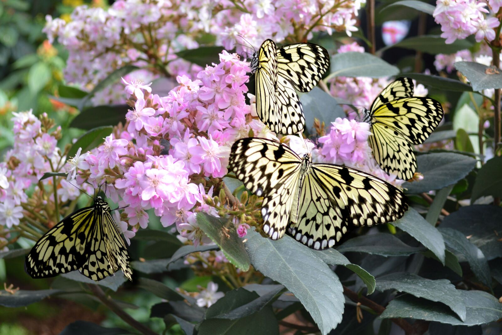 Nikon D3200 sample photo. Butterflies, spring, beautiful photography