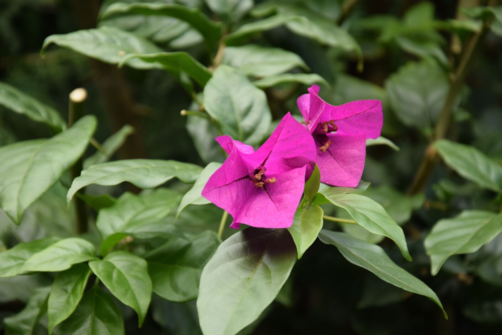 Nikon D5300 sample photo. Nature, leaf, plant photography