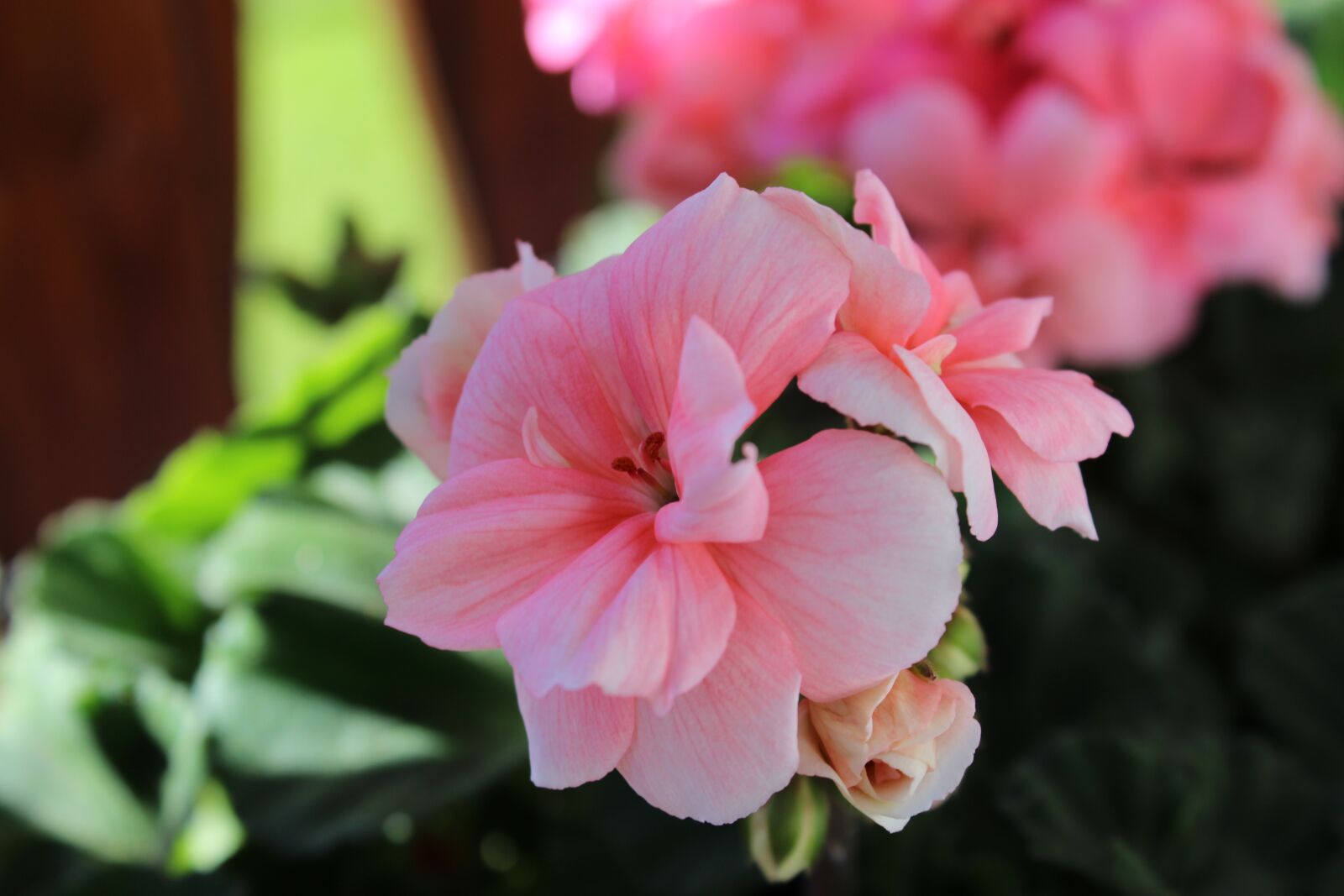 Canon EOS 1200D (EOS Rebel T5 / EOS Kiss X70 / EOS Hi) sample photo. Pink flower, petals, zoom photography