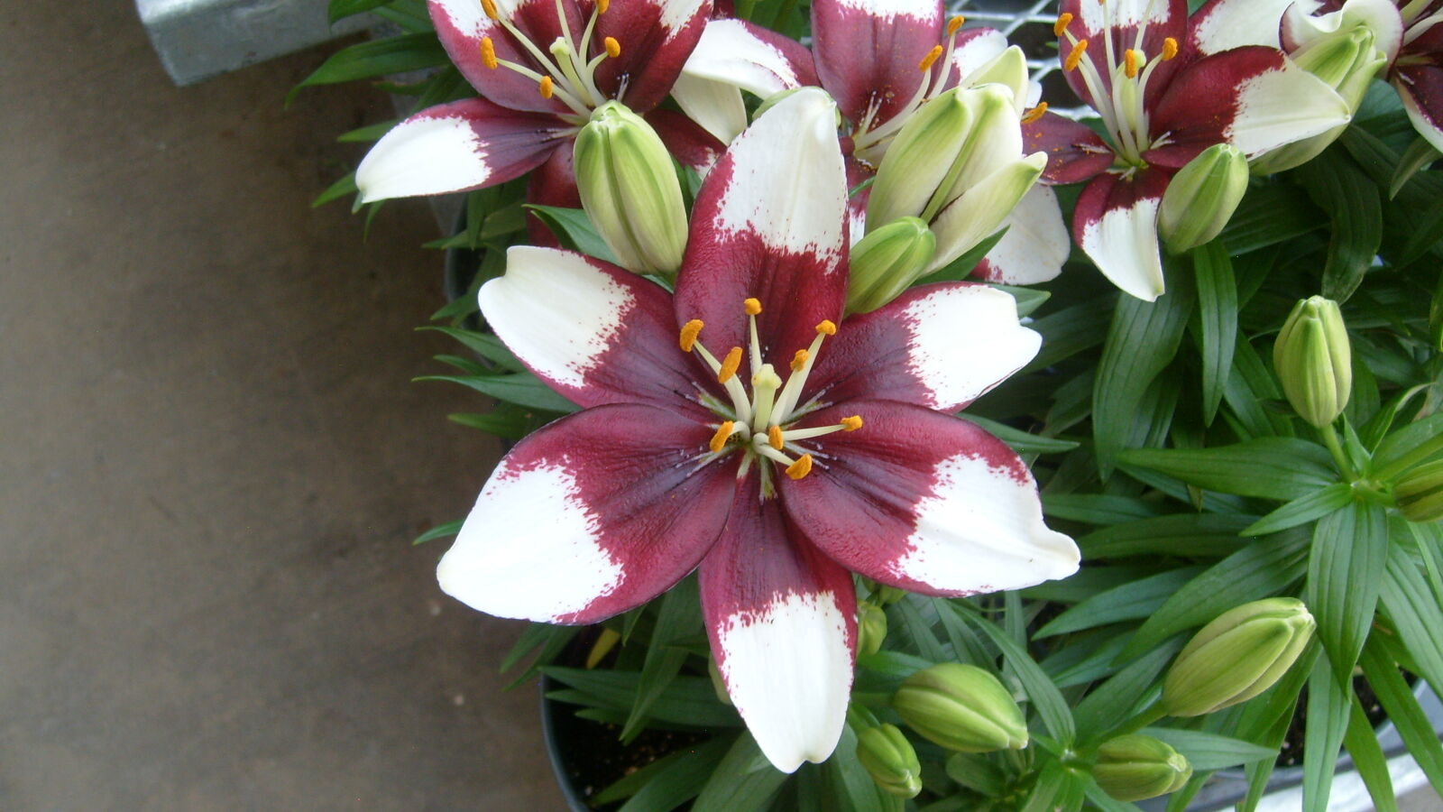 Samsung KENOX S730  / Samsung S730 sample photo. Flower, red, violet, flower photography