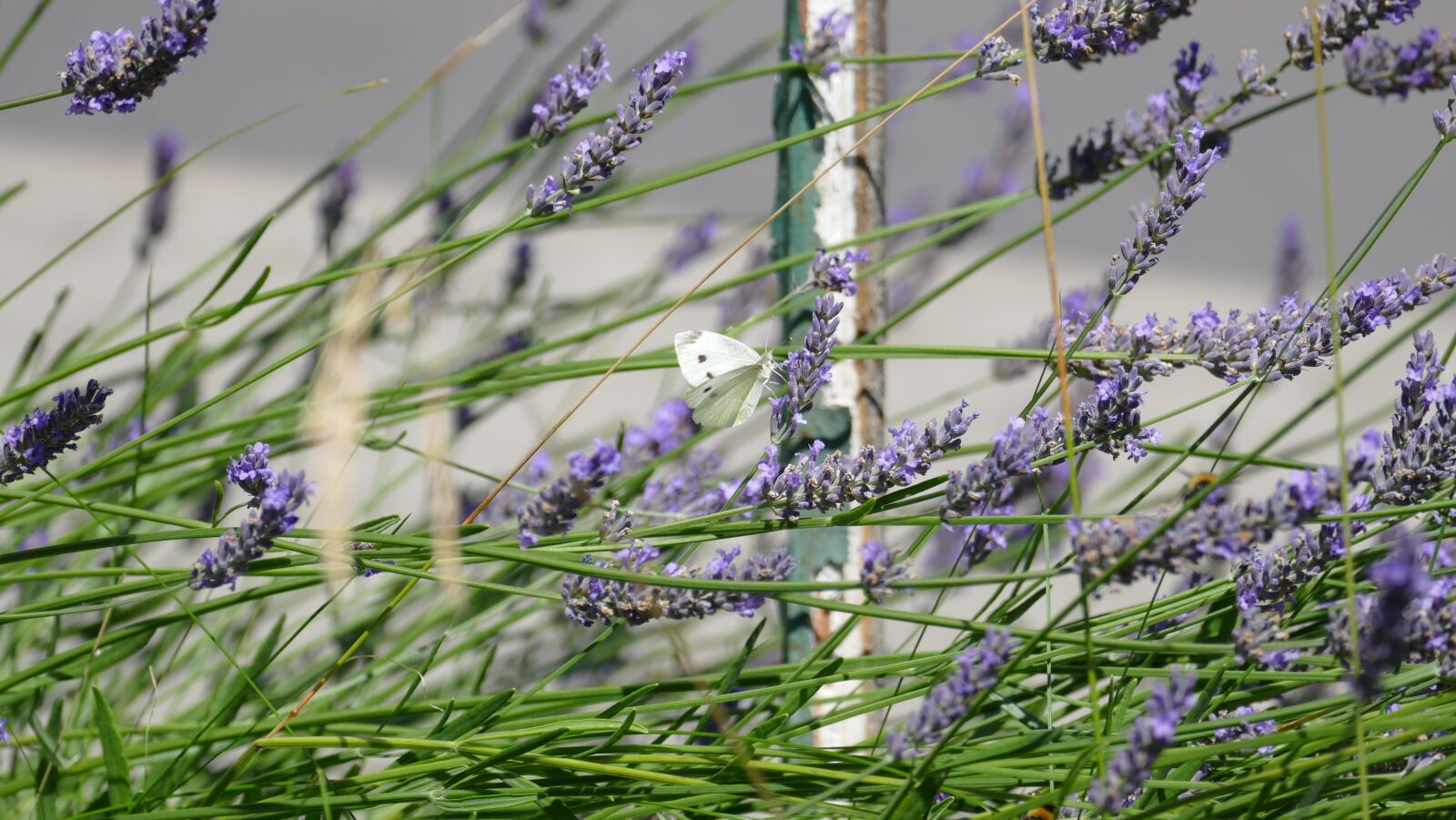 Leica V-Lux (Typ 114) sample photo. Lavender, bee, purple photography