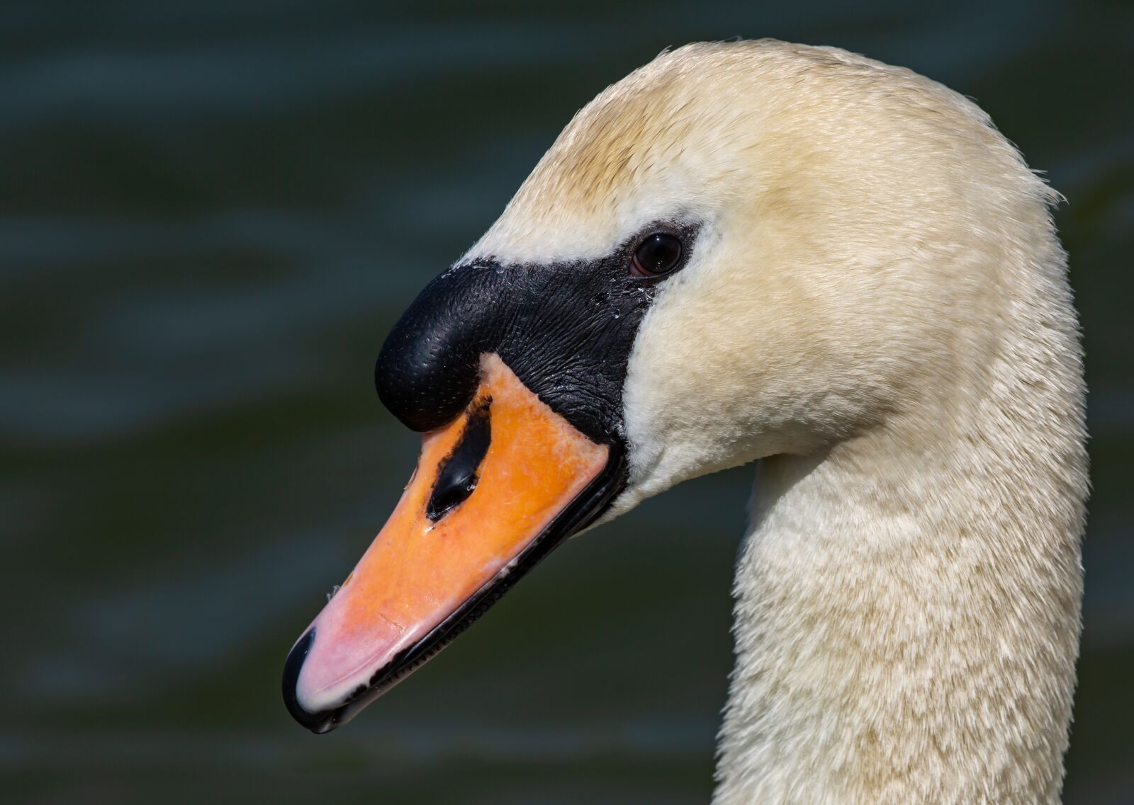 Canon EOS 5D Mark III sample photo. Swan, close up, lake photography