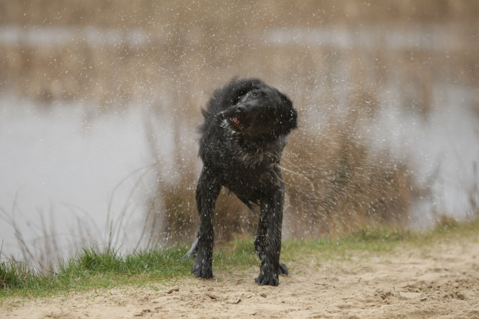 Canon EOS-1D Mark III sample photo. Flatcoated retriever, mammals, dog photography