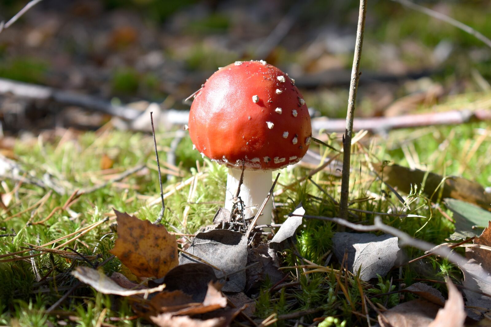 Nikon D3400 sample photo. Forest, amanita, nature photography