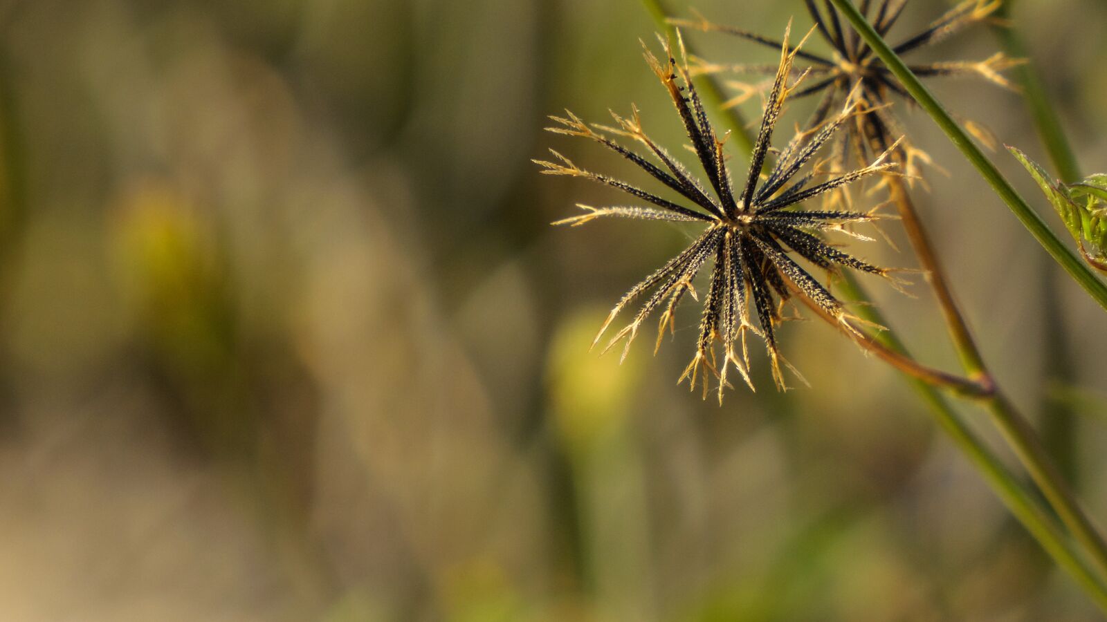 Samsung WB2200F sample photo. Flora, natura, beauty photography