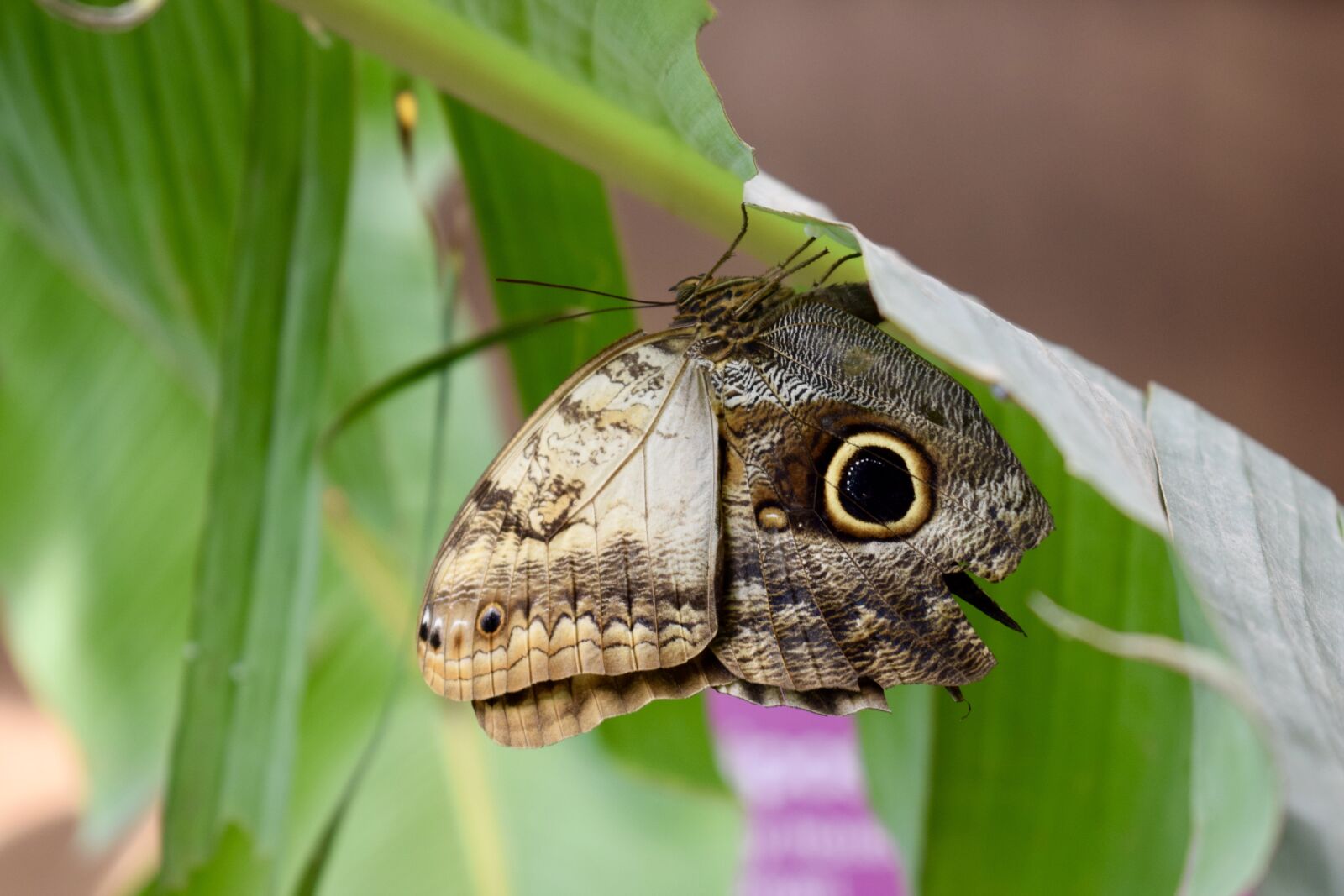 Nikon D5300 sample photo. Nature, animalia, plant photography