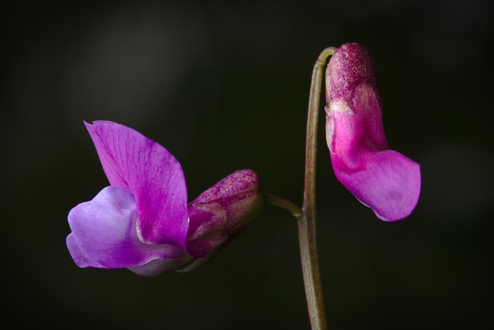 Canon EOS M5 sample photo. Forest violets, blossom, bloom photography