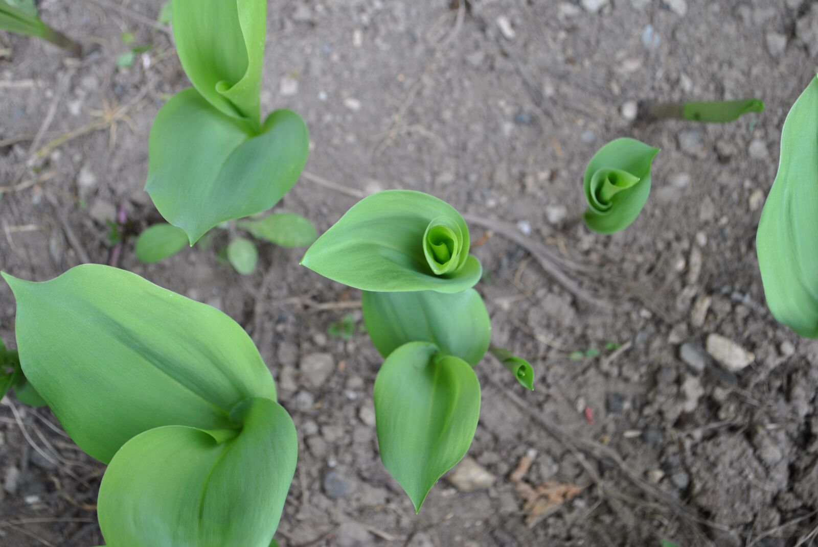Nikon D3000 sample photo. Flower, plant, nature photography