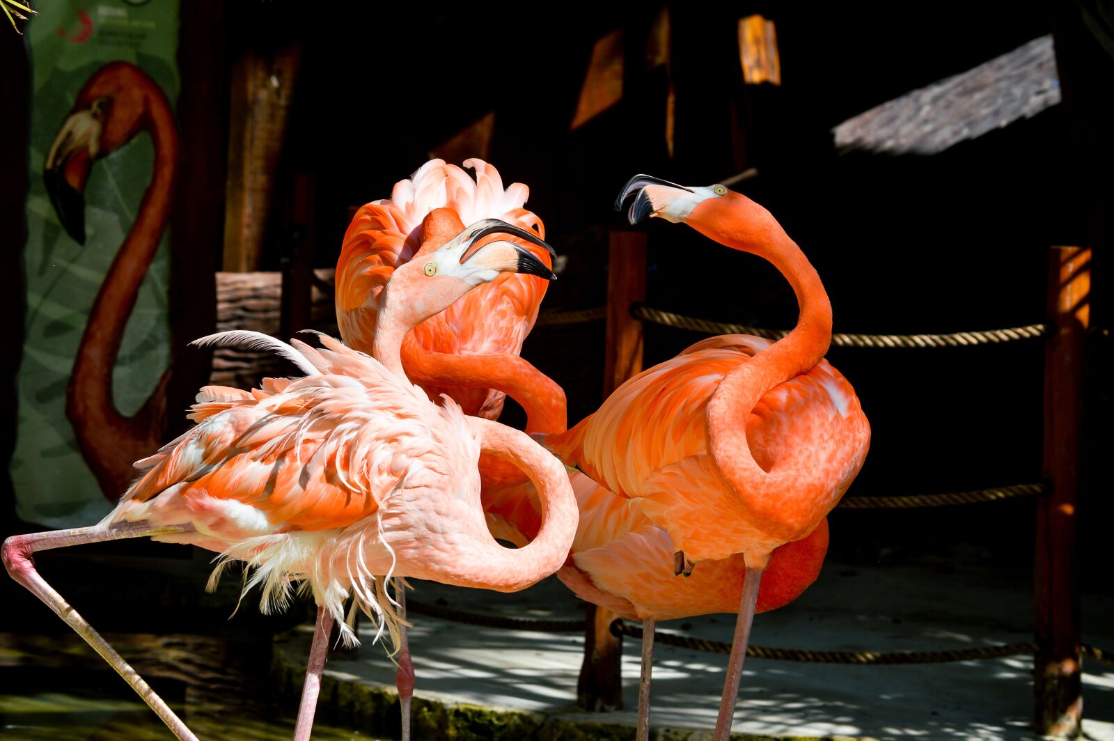 Nikon D3200 sample photo. Birds, flamingos, wild photography