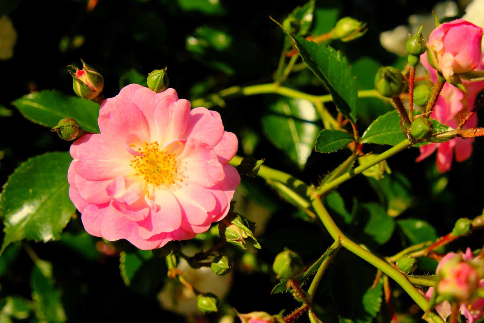 Fujifilm X-T20 sample photo. Flower, nature, spring photography