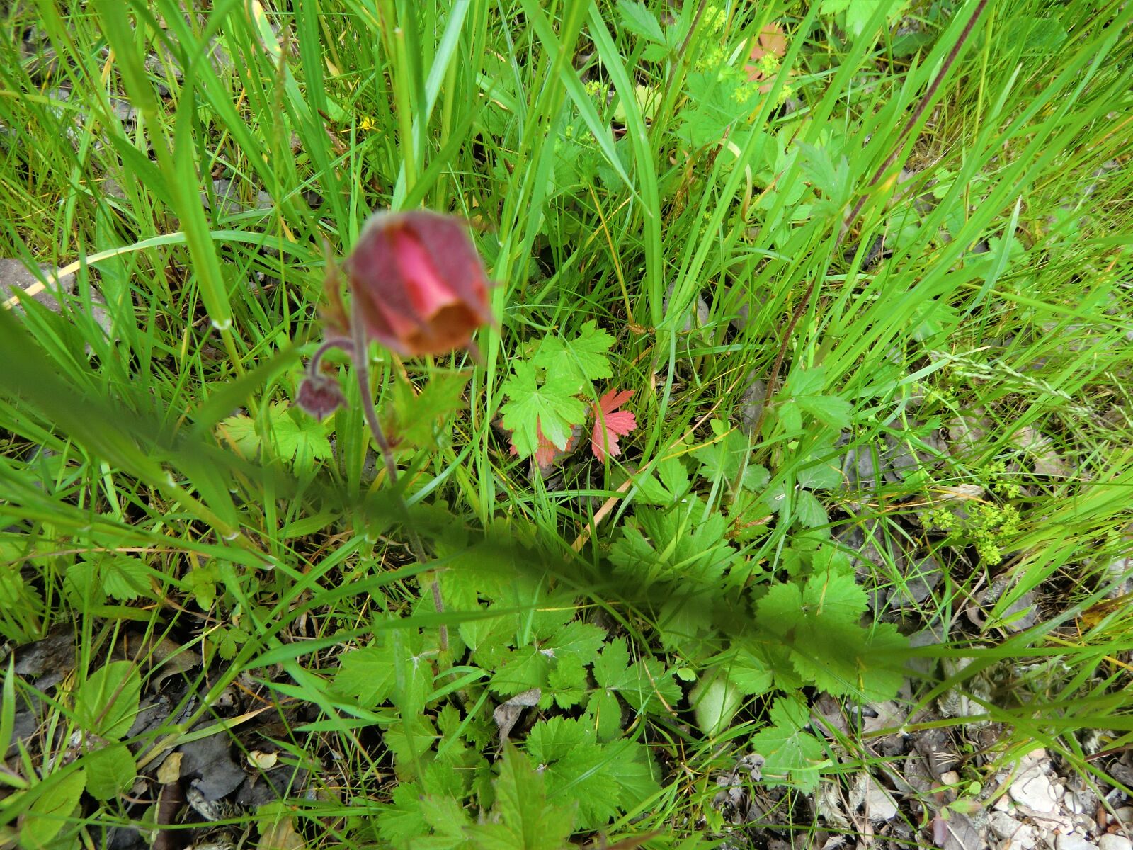 CASIO EX-H15 sample photo. Beautiful, nature, flower photography
