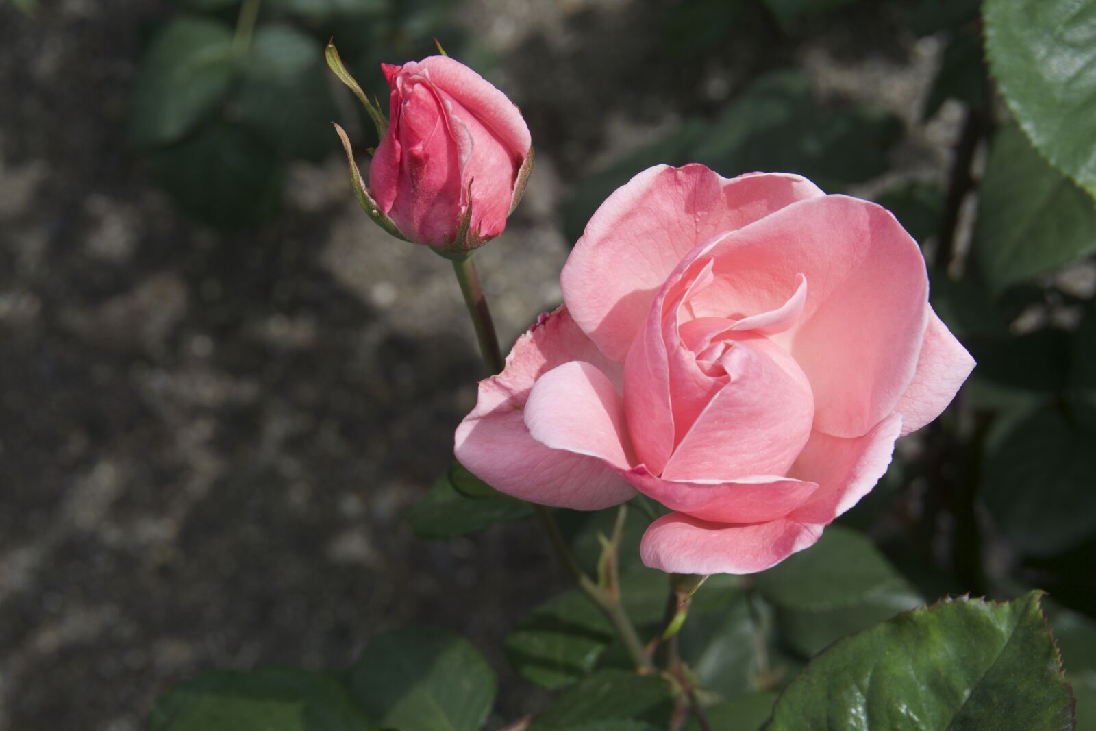 Sony a6000 sample photo. Rose, blossom, garden photography