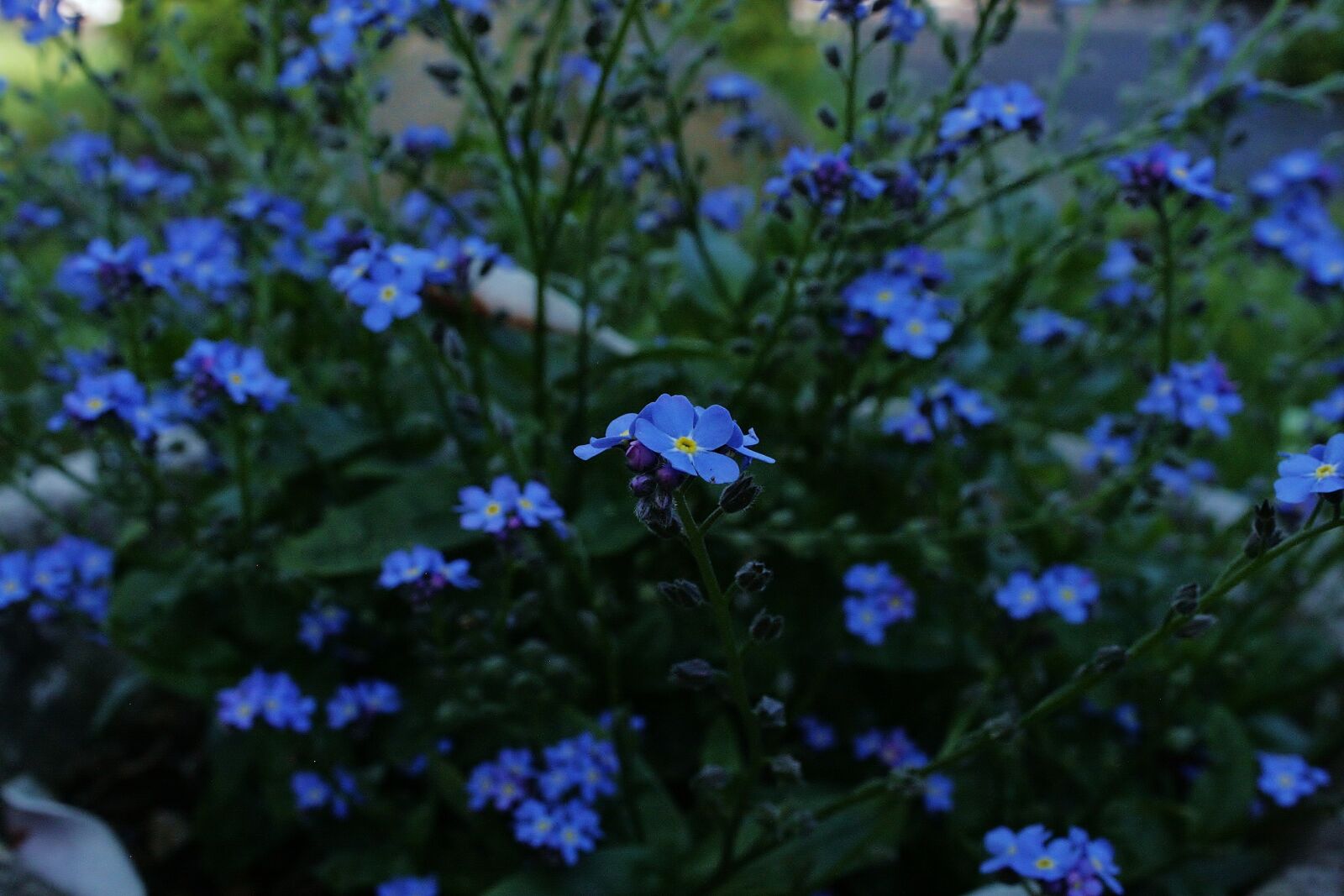 Canon EOS 400D (EOS Digital Rebel XTi / EOS Kiss Digital X) sample photo. Plant, flower, nature photography
