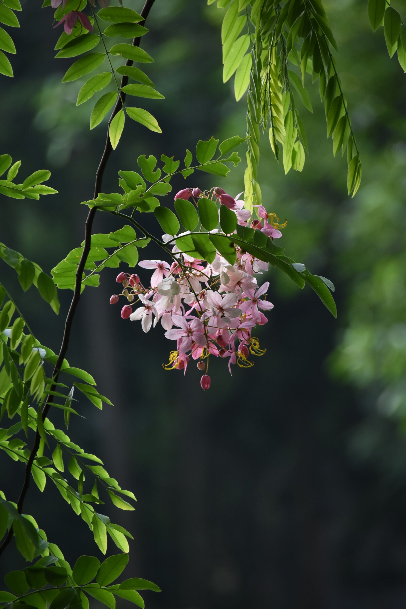 Nikon D7200 sample photo. Flower, nice, blooming photography