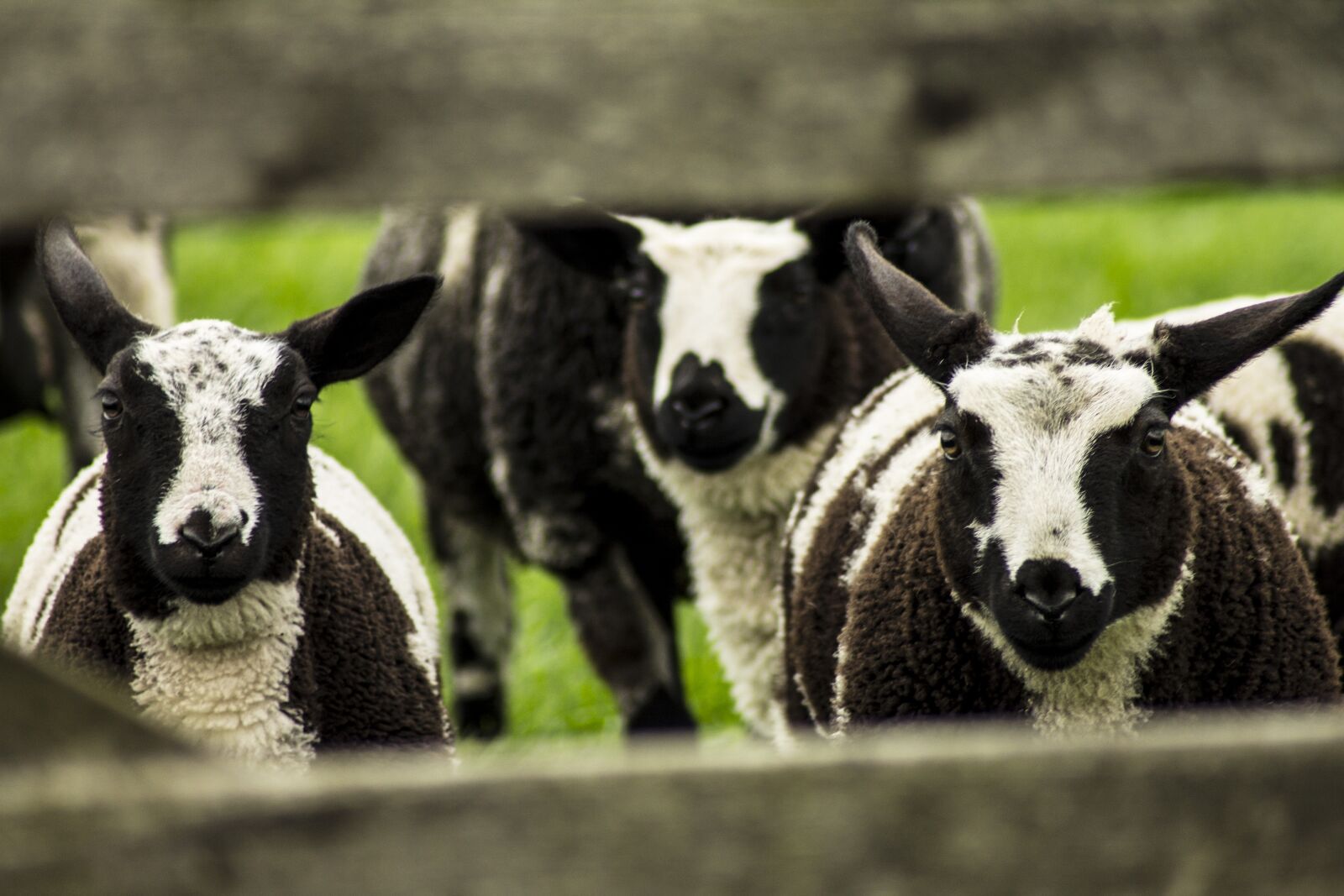 Canon EOS 1100D (EOS Rebel T3 / EOS Kiss X50) sample photo. Sheep, lamb, pasture photography