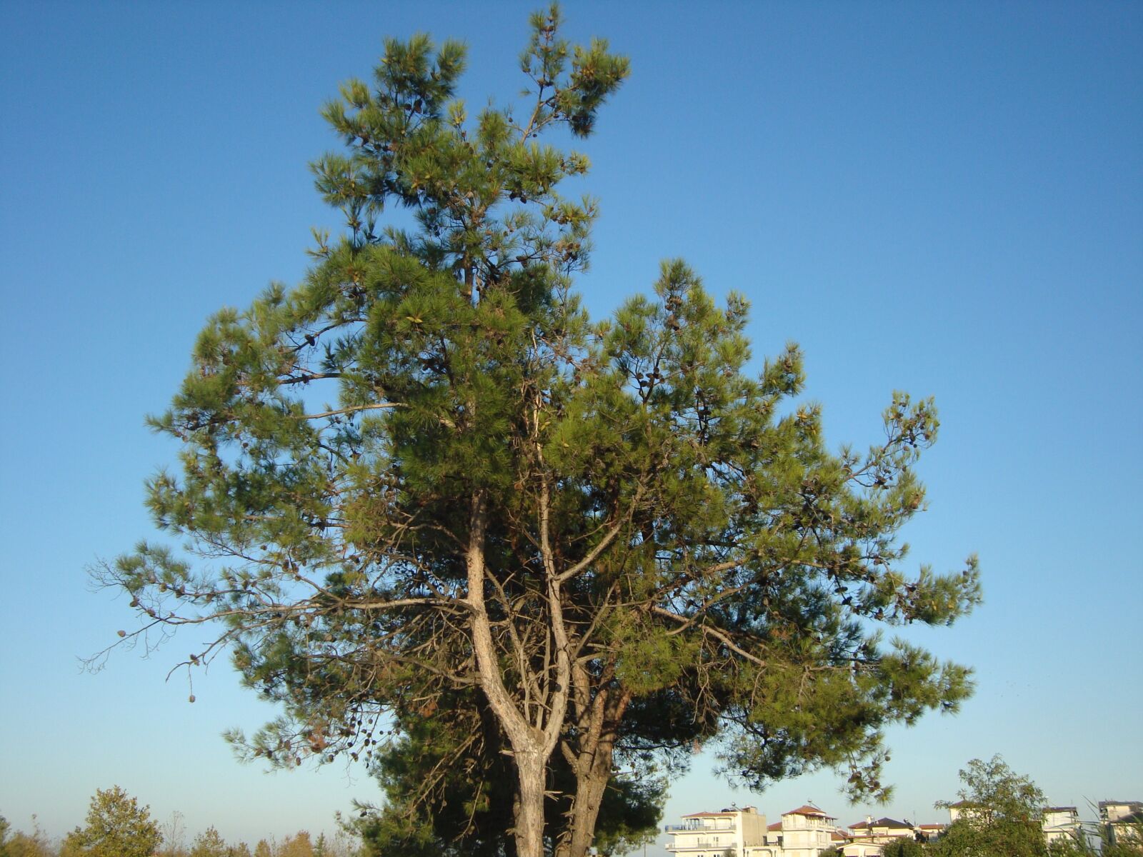 Sony Cyber-shot DSC-W120 sample photo. Greece, tree, summer photography