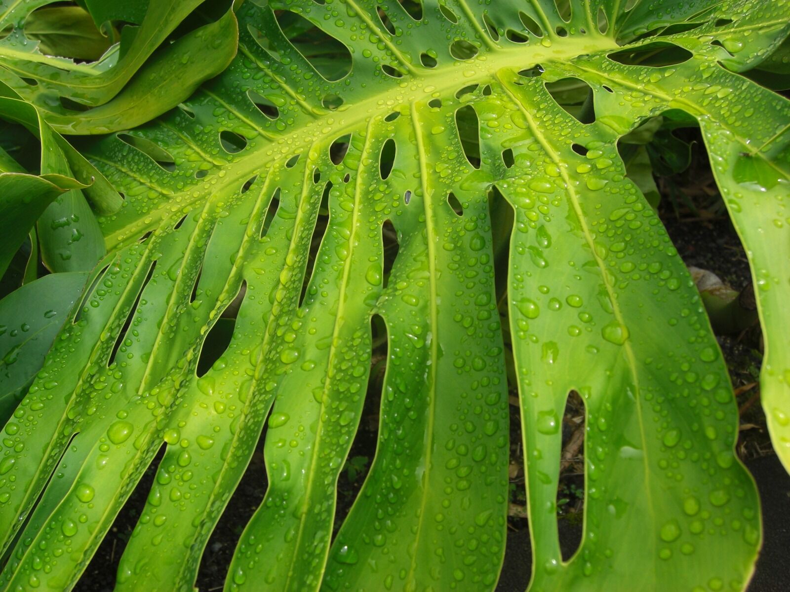 CASIO EX-Z1080 sample photo. Tropical leaf, leaf, rainforest photography