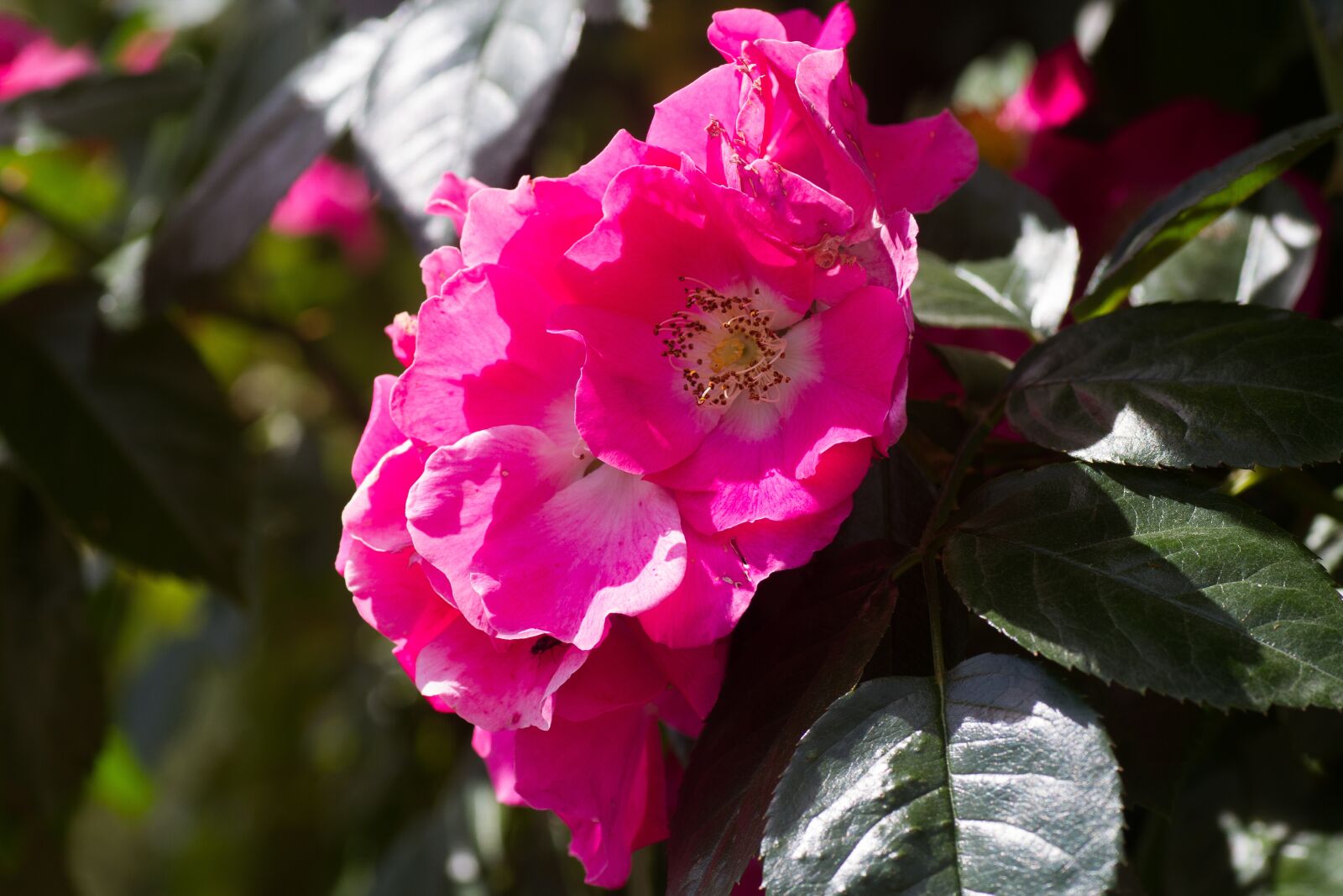 Tamron SP 90mm F2.8 Di VC USD 1:1 Macro sample photo. Roses, pink, red roses photography