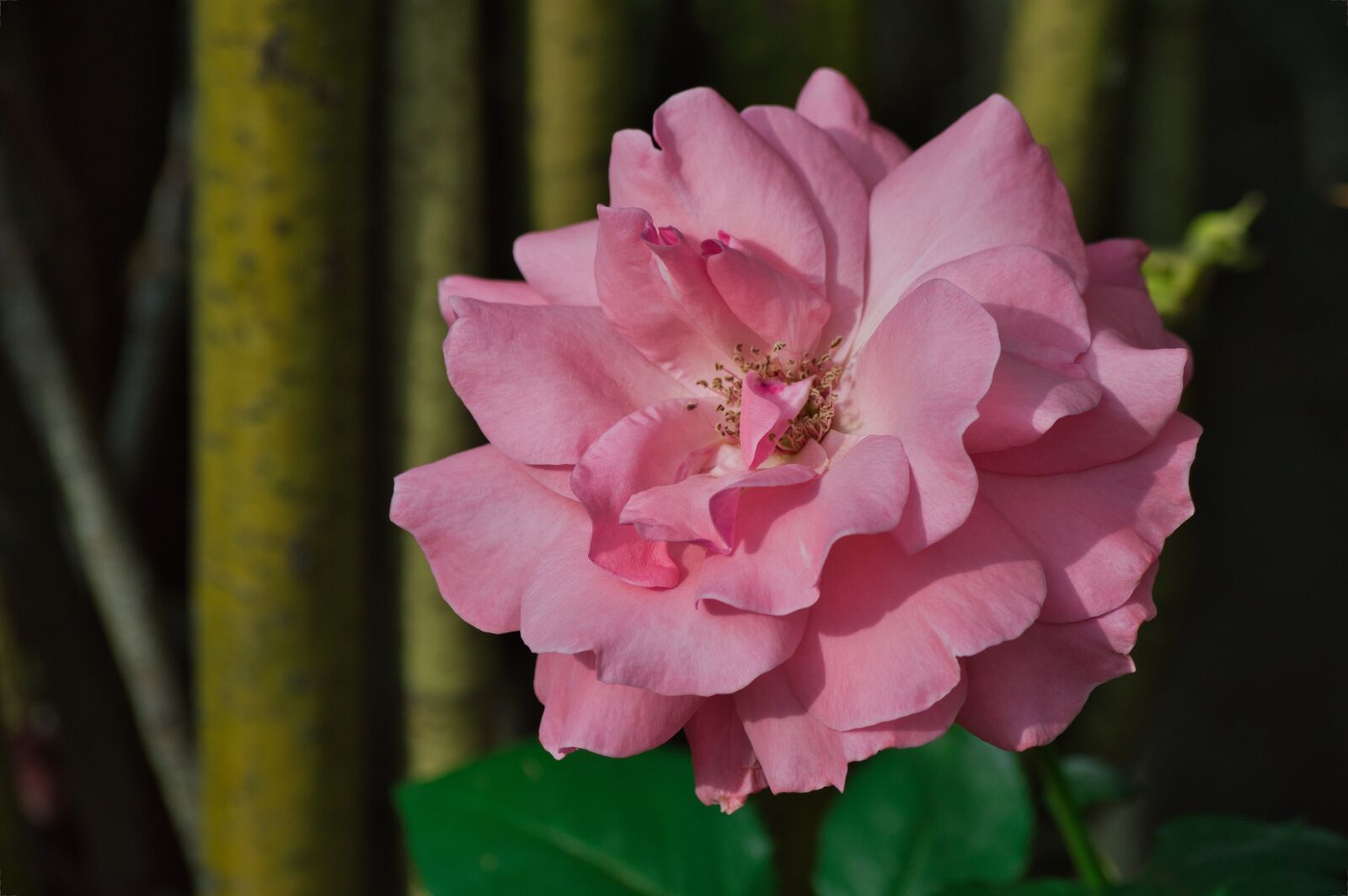 Nikon D3200 sample photo. Costa rica, garden, flower photography