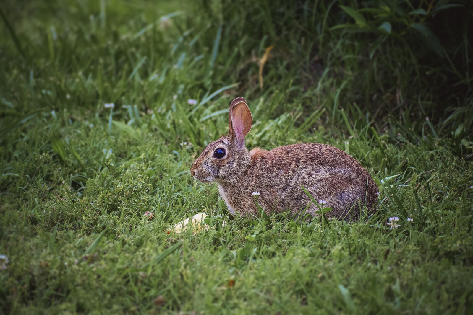 Nikon D5300 sample photo. Bunny, rabbit, mammal photography