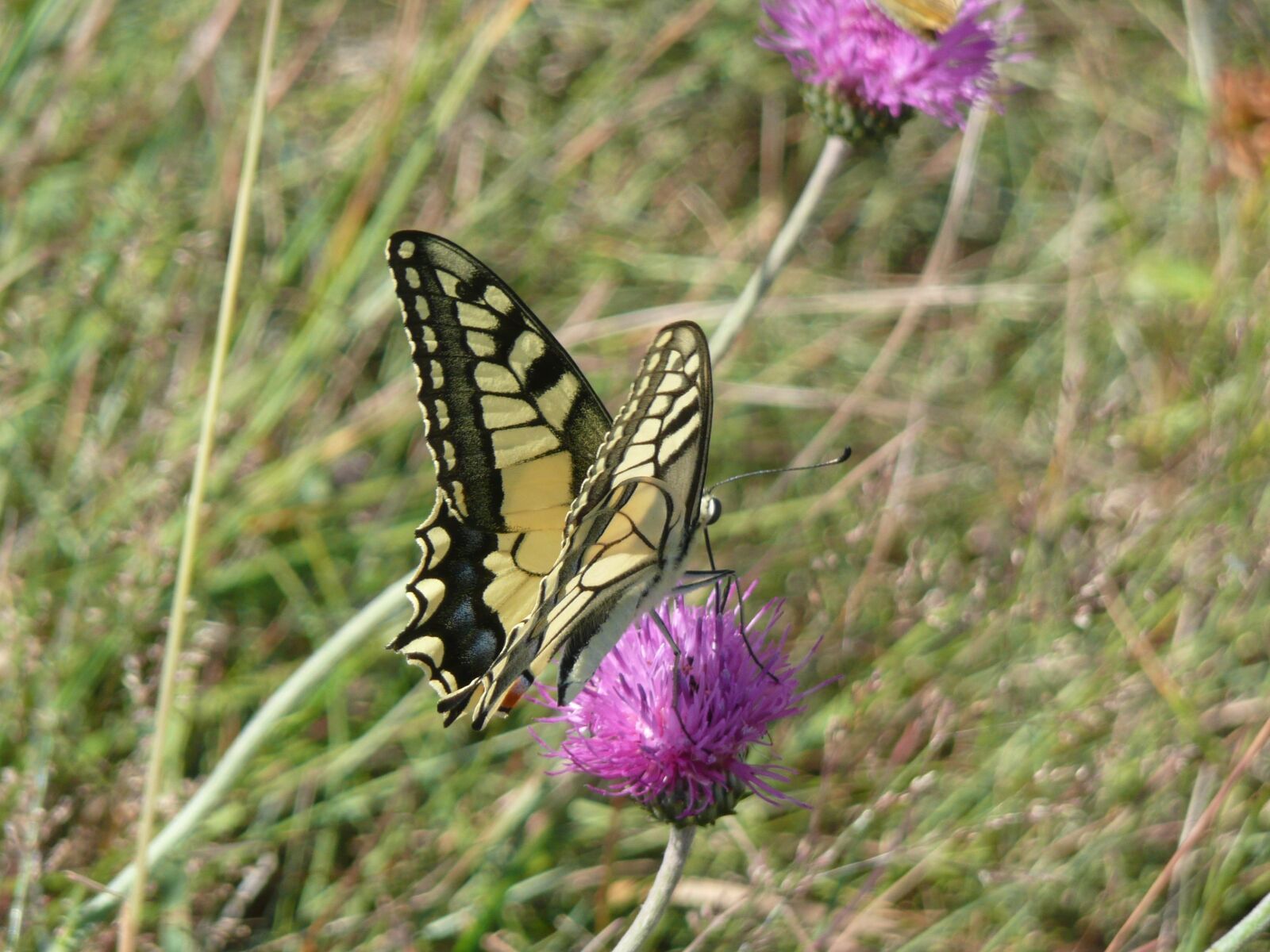 Panasonic DMC-TZ3 sample photo. Butterfly, dovetail, nature photography