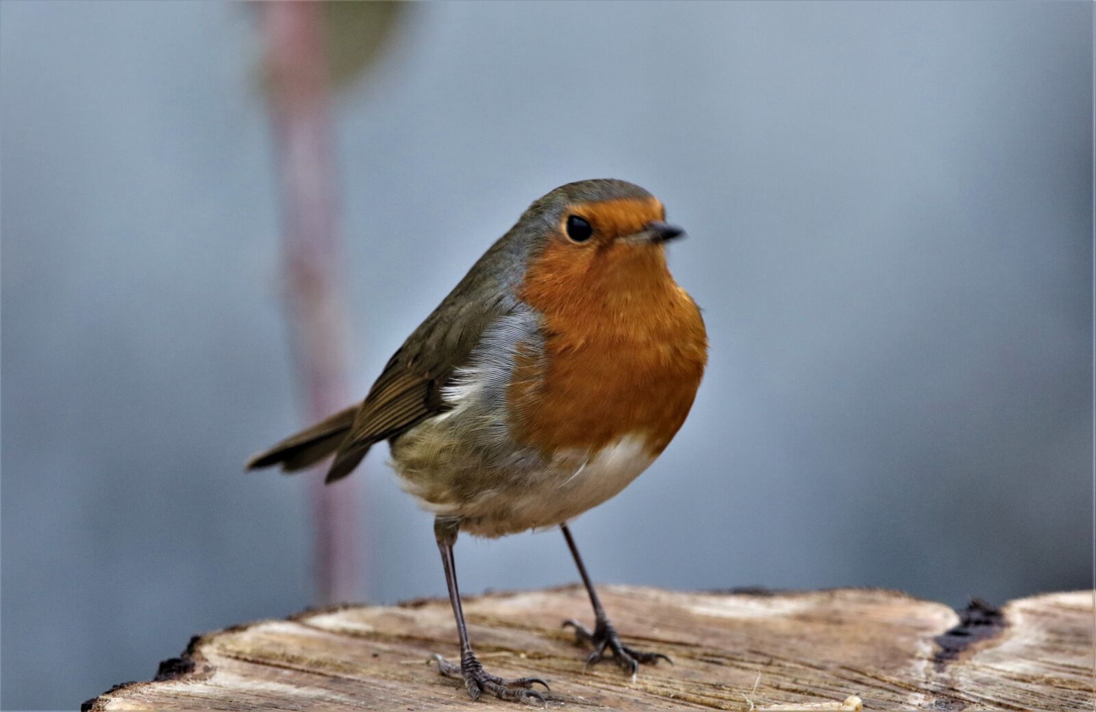 150-600mm F5-6.3 DG OS HSM | Contemporary 015 sample photo. Bird, robin, close up photography