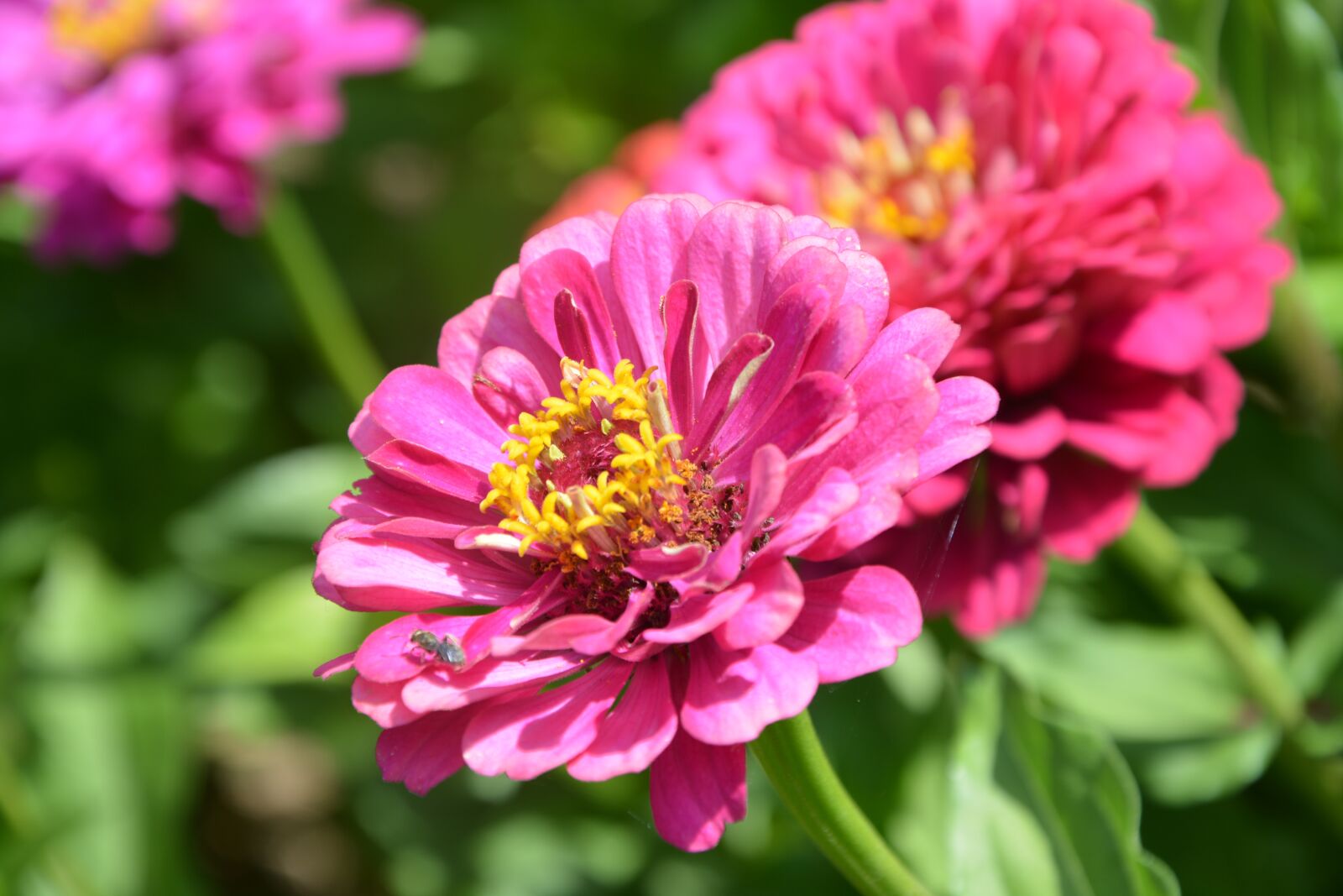 Nikon D5200 sample photo. Flower, flowers, petals photography