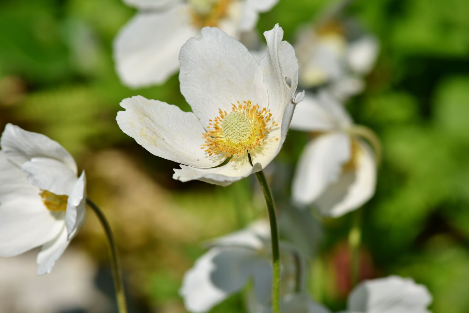 Nikon D7200 sample photo. Anemone, large anemone, blossom photography