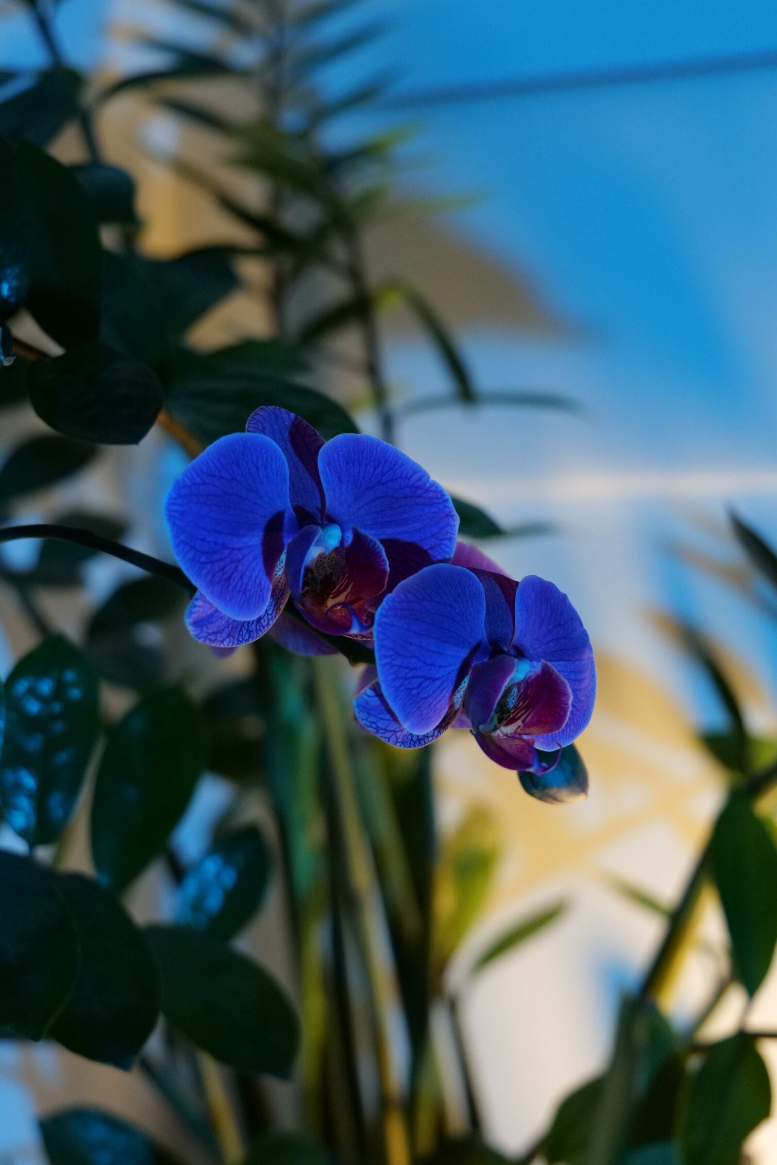 Panasonic DC-S5D sample photo