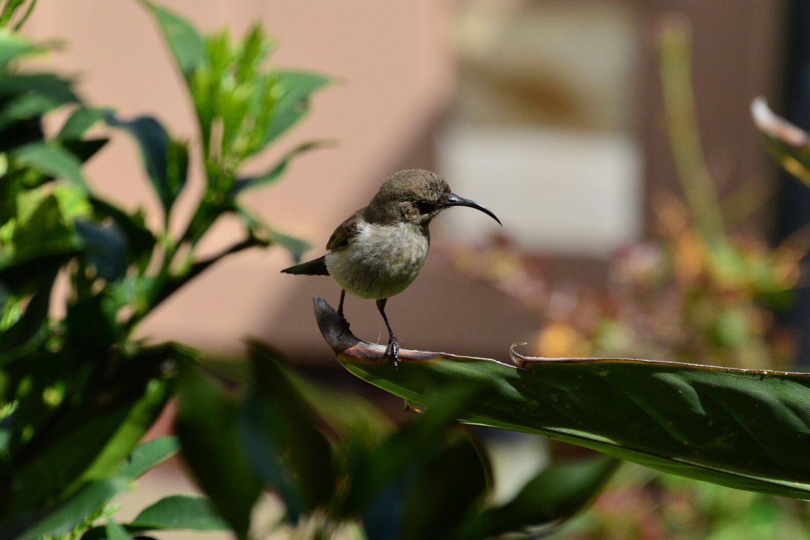 Nikon D5200 sample photo. Malachite, sunbird, female photography