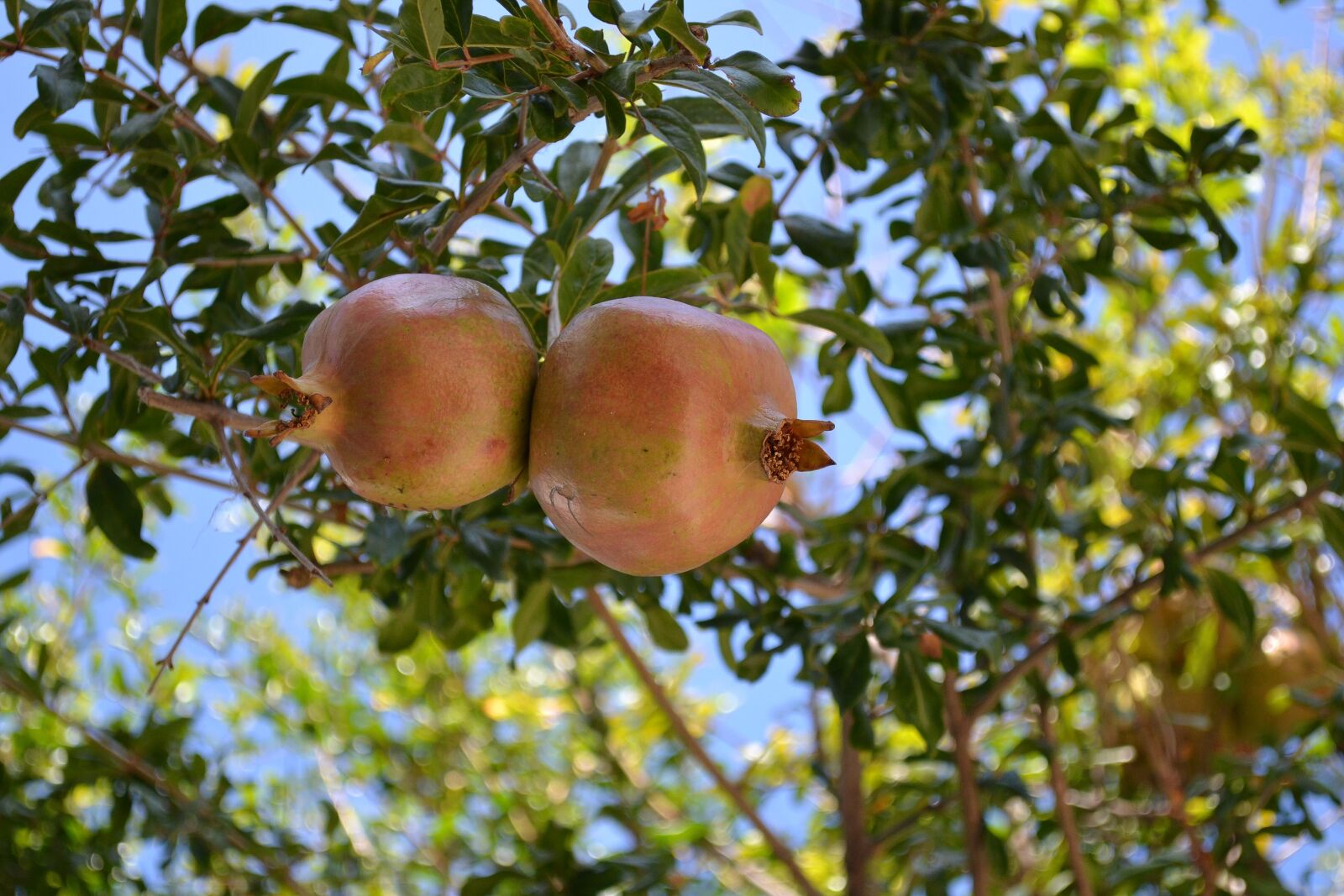 Nikon D3100 sample photo. Pomegranate, fruits, botany photography