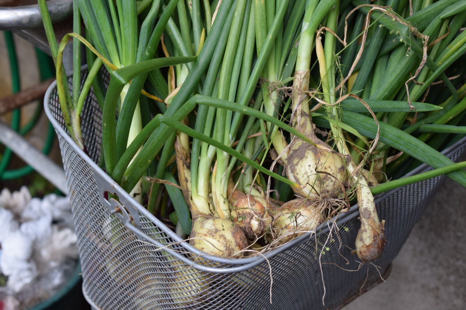 Nikon D3300 sample photo. Cultivation, onion, grow photography