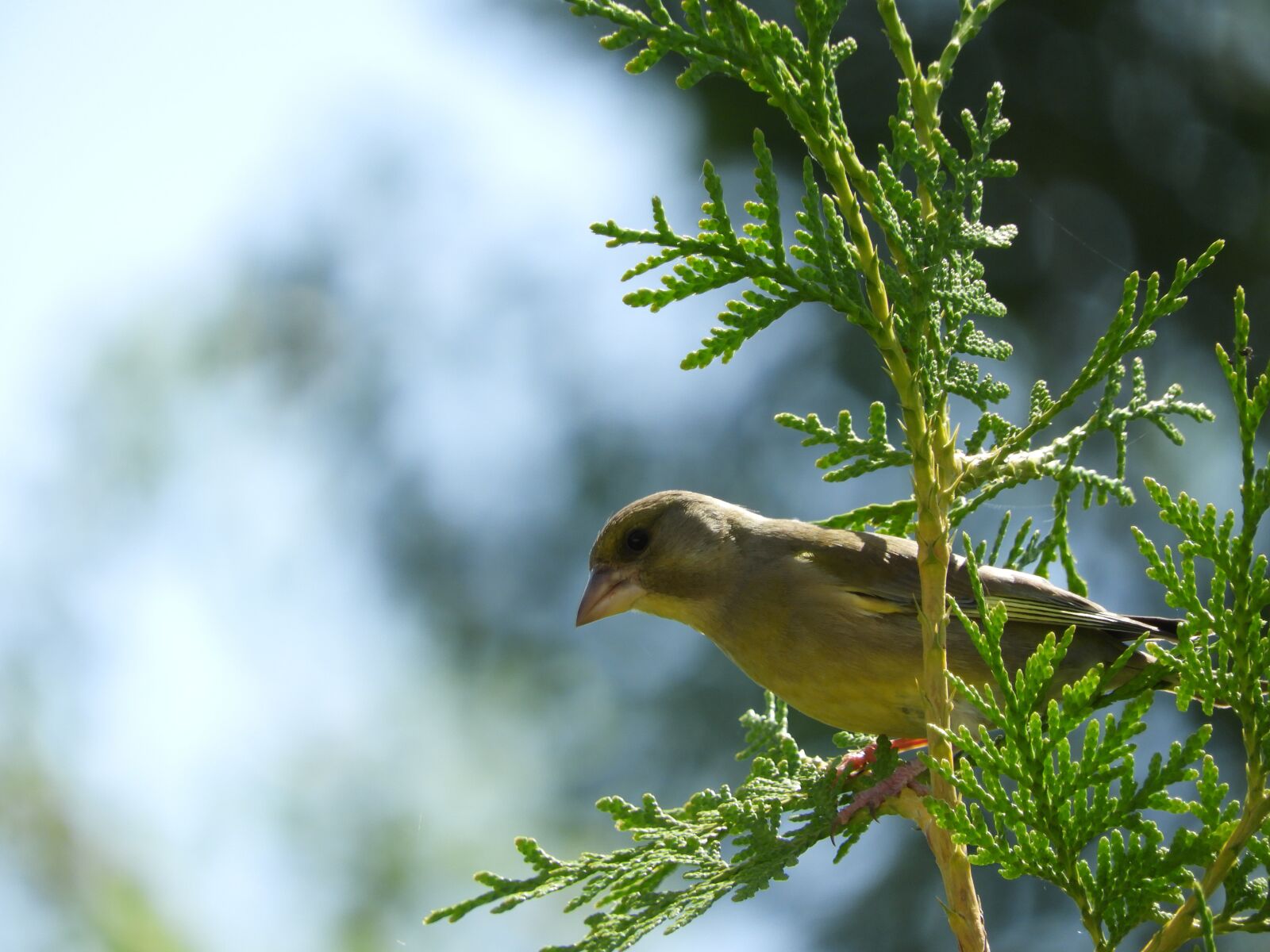 Nikon Coolpix B700 sample photo. Bird, branch, nature photography