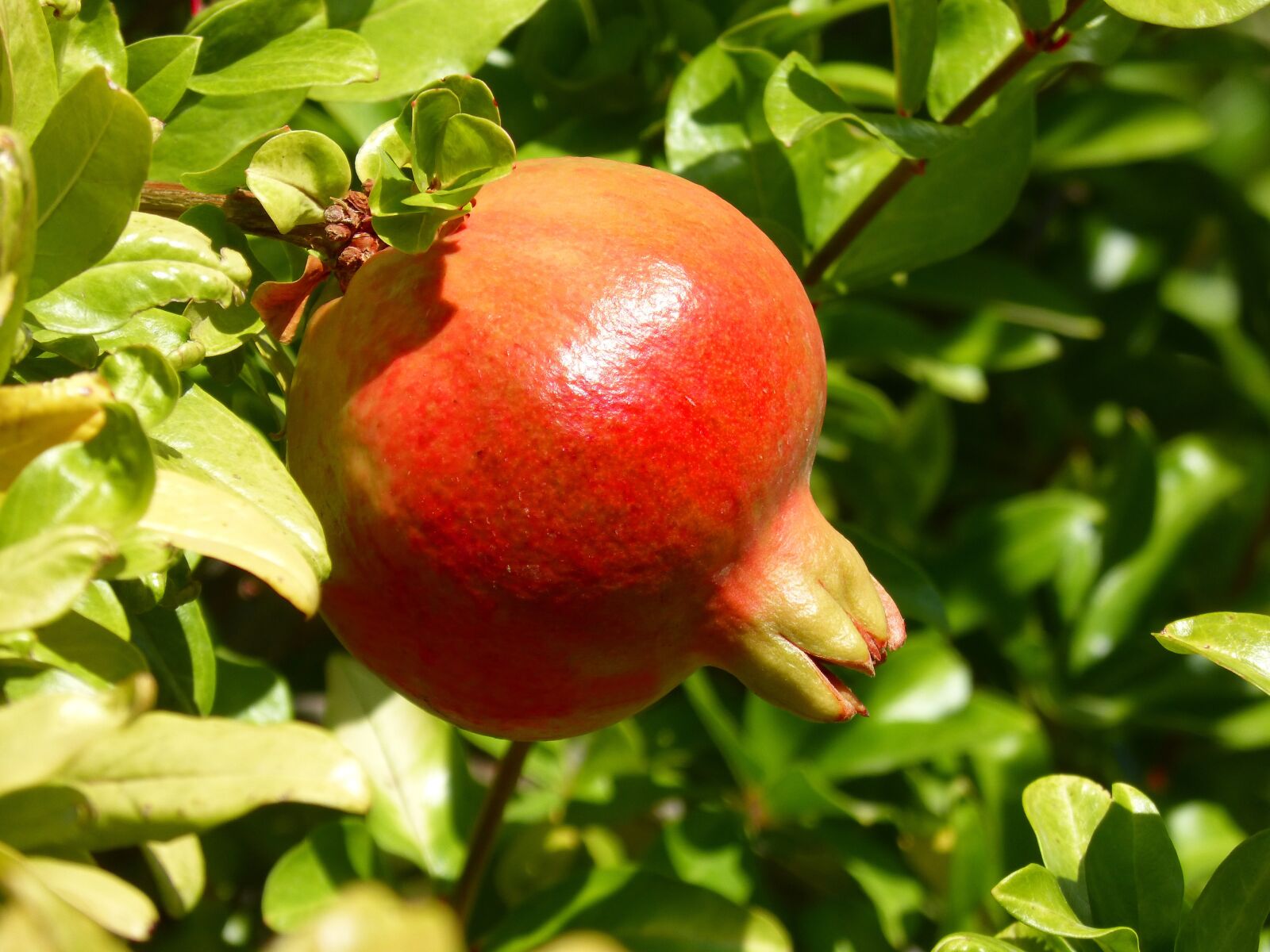 Panasonic DMC-FZ62 sample photo. Granada, granado, autumn fruit photography