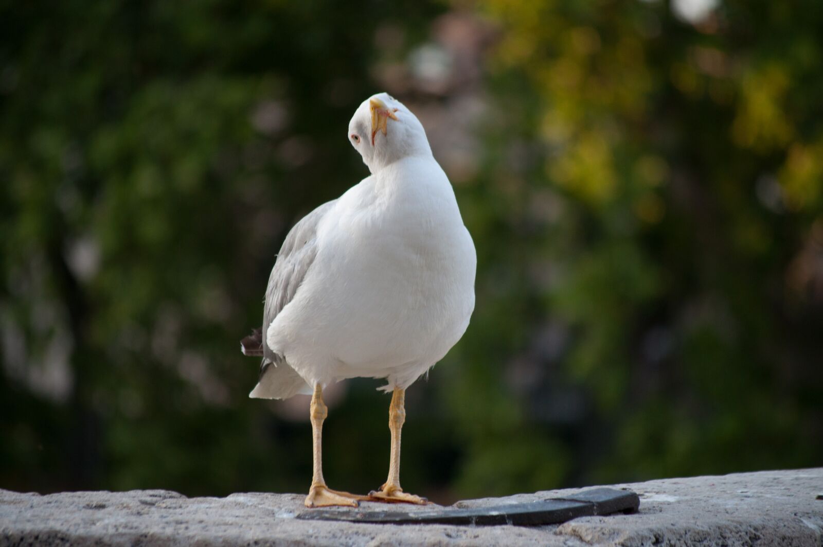 Nikon D5000 sample photo. Bird, wildlife, nature photography