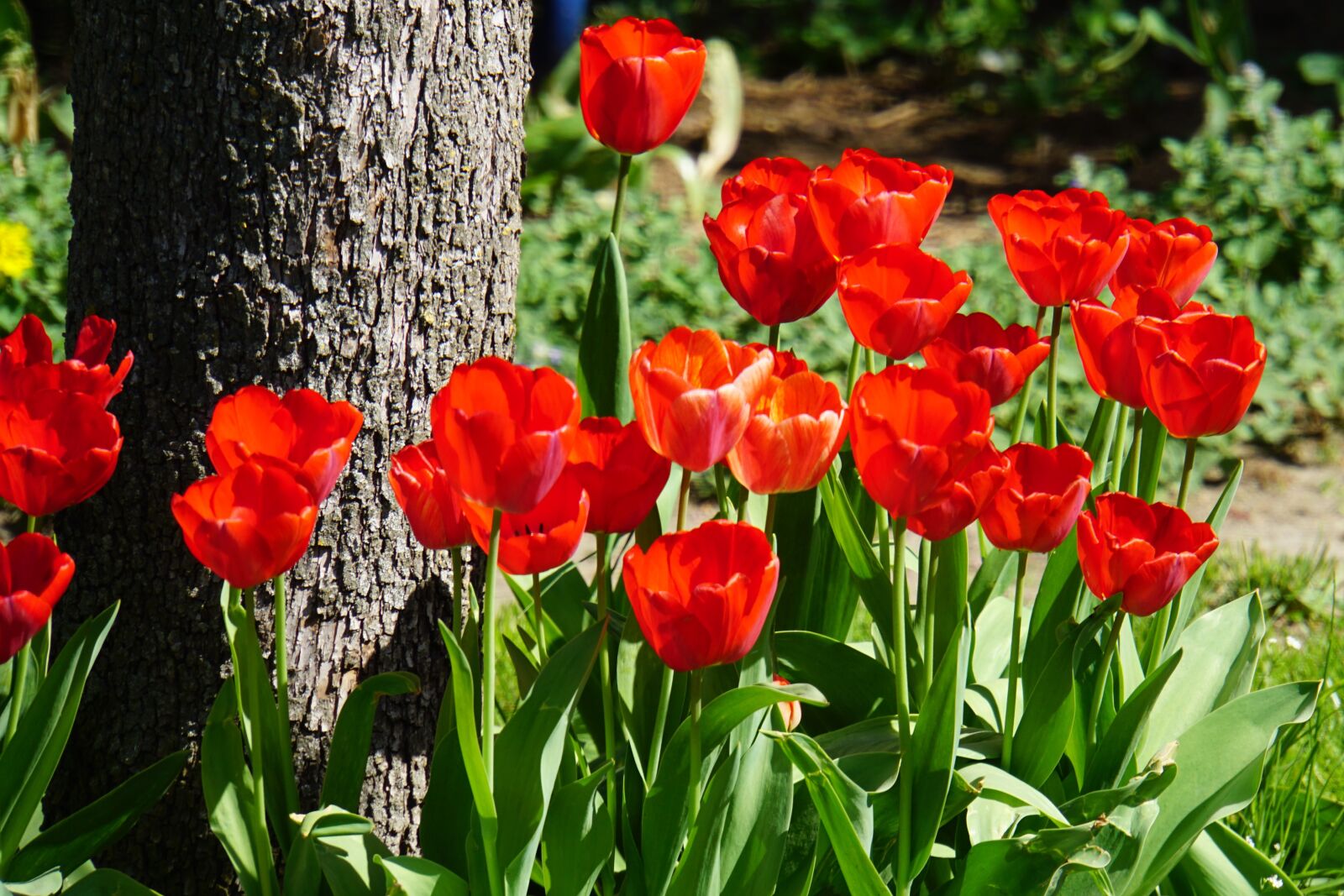 Sony E 18-200mm F3.5-6.3 OSS LE sample photo. Tulips, red, tree photography