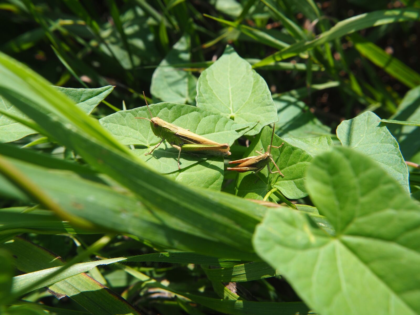 Olympus OM-D E-M10 sample photo. Grasshopper, grasshoppers, insect photography