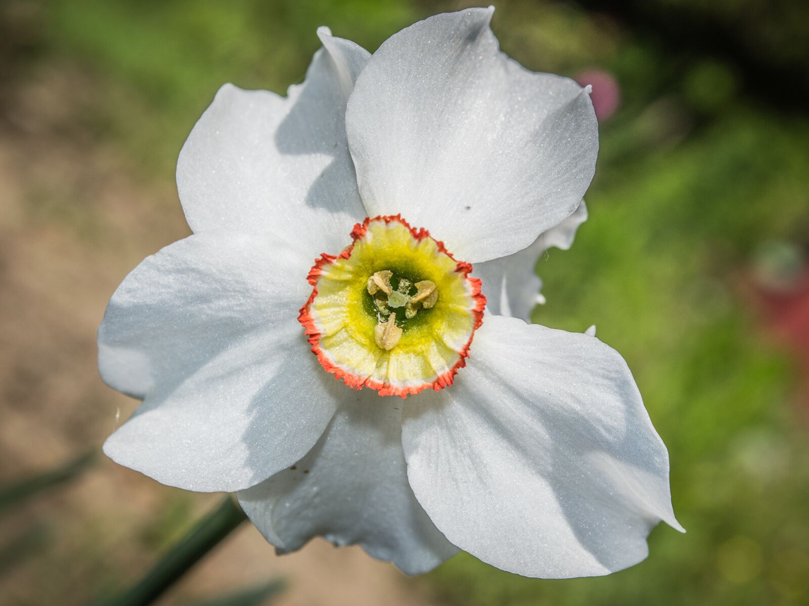 Nikon D3100 sample photo. Flower, daffodil, garden photography