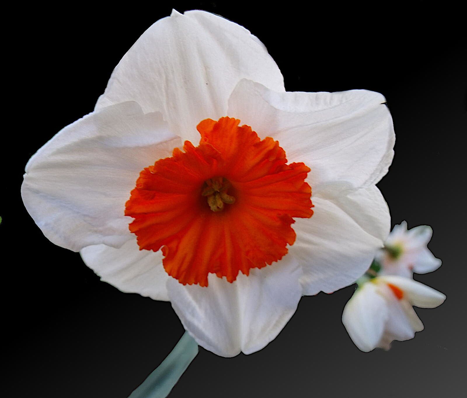 Fujifilm FinePix S1500 sample photo. Flower, narcissus, bulb photography