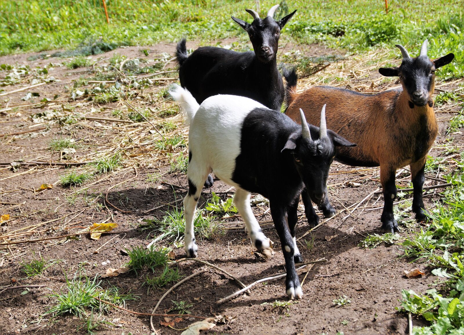 Sony SLT-A58 sample photo. Goats, goat, horned photography