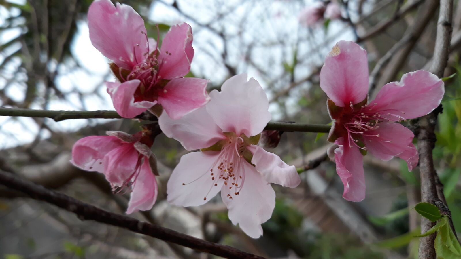 Samsung Galaxy J7 Pro sample photo. Peach blossom, flower, hoa photography
