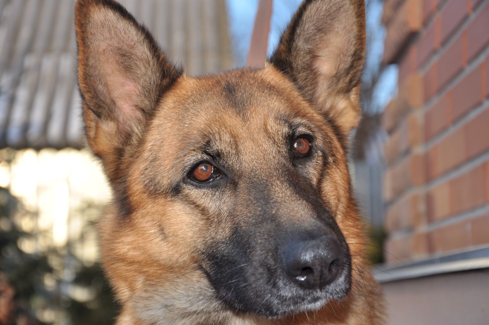 Nikon D90 sample photo. Dog, sunlight, training photography