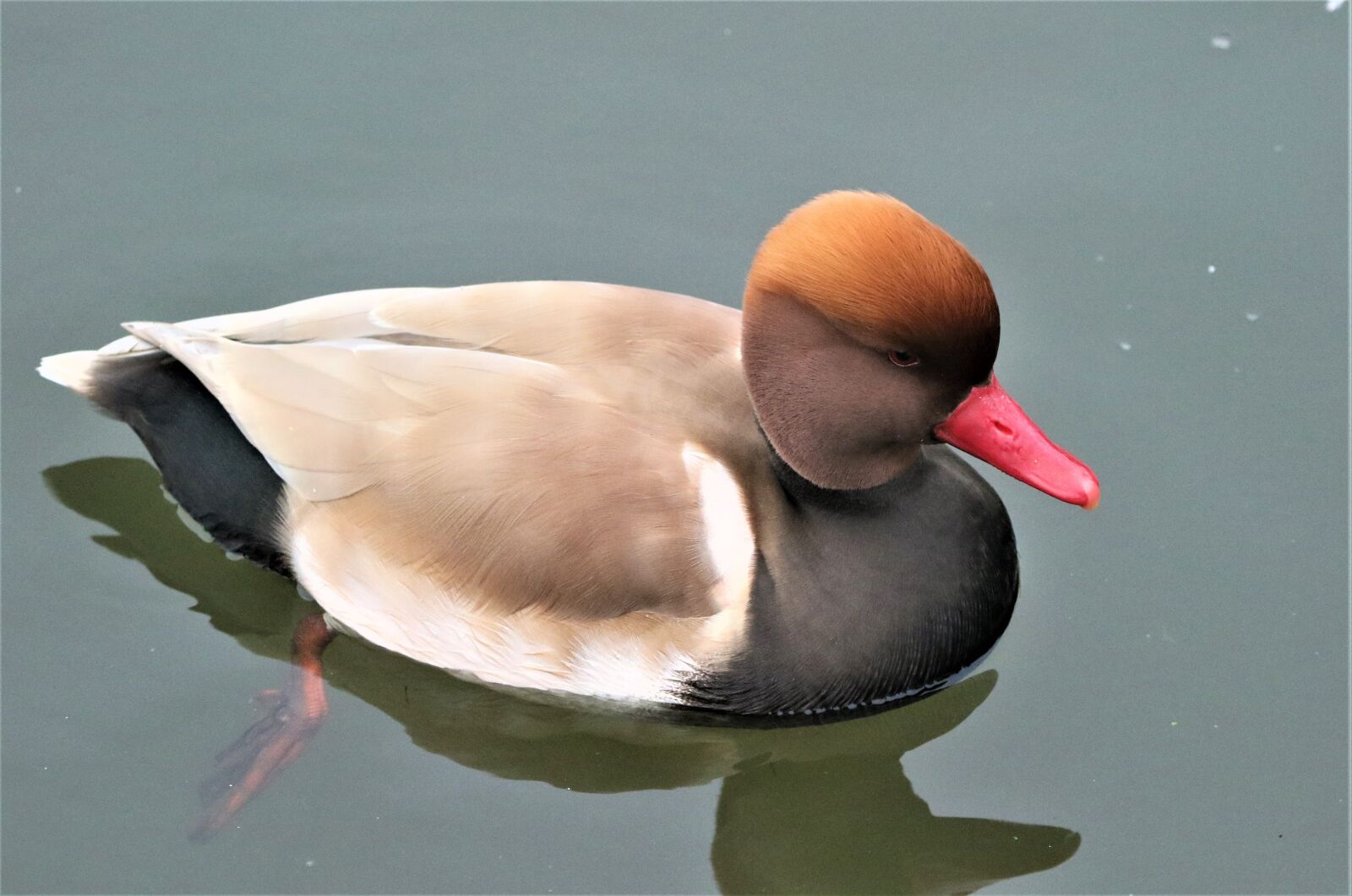 150-600mm F5-6.3 DG OS HSM | Contemporary 015 sample photo. Bird, waterbird, wildlife photography