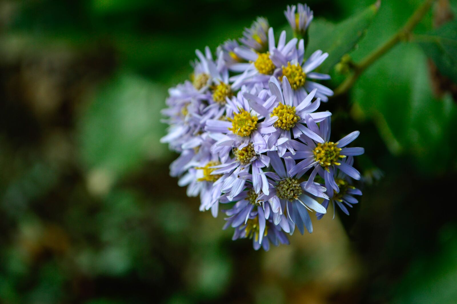 Nikon D3200 sample photo. Daisy, autumn, flowers photography
