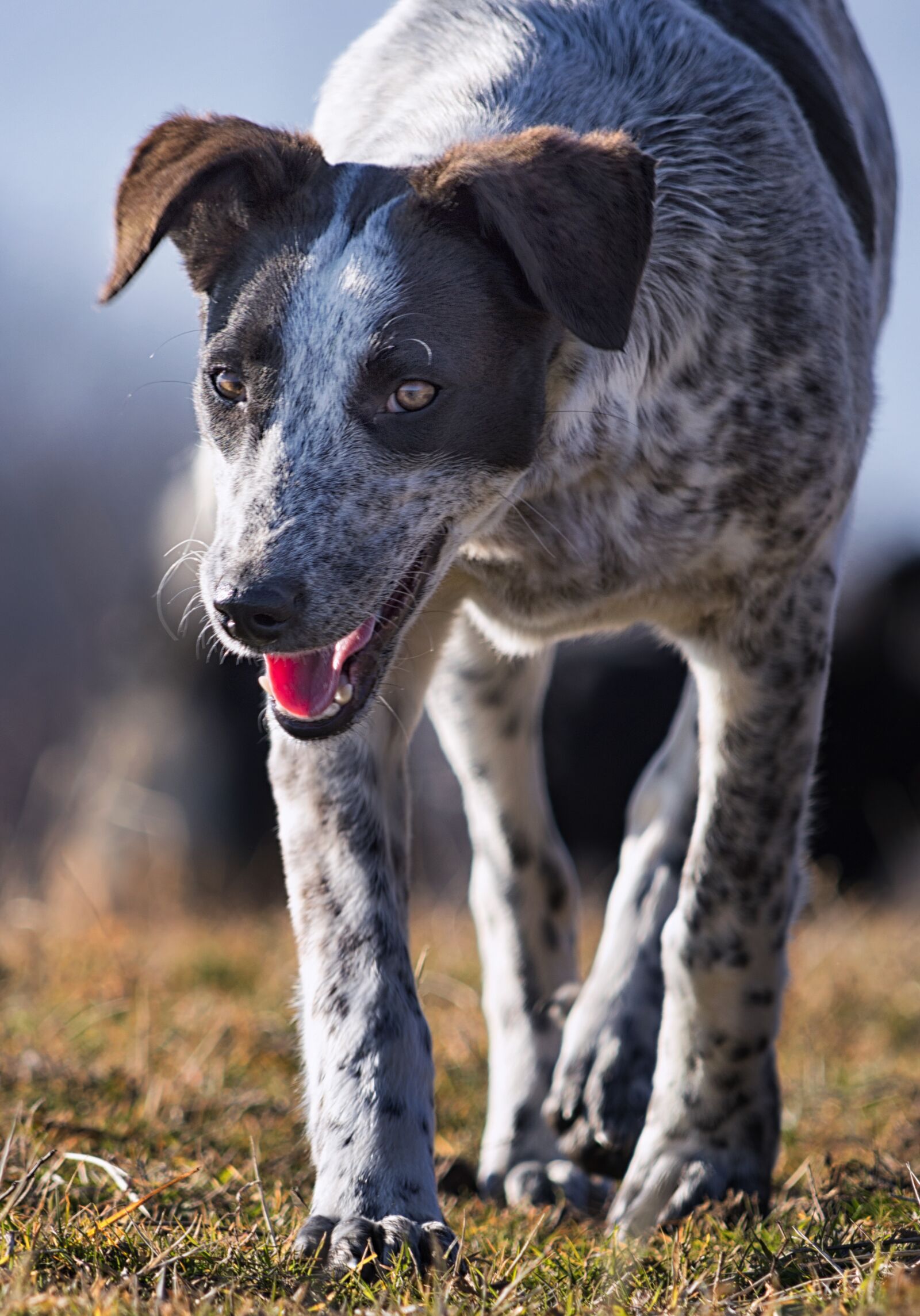 Nikon D3200 sample photo. Dog, pet, portrait photography