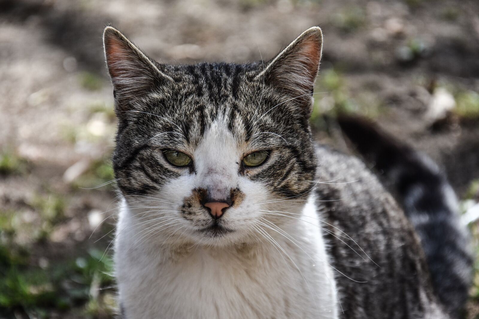 Nikon D7200 sample photo. Cat, animal, wild photography