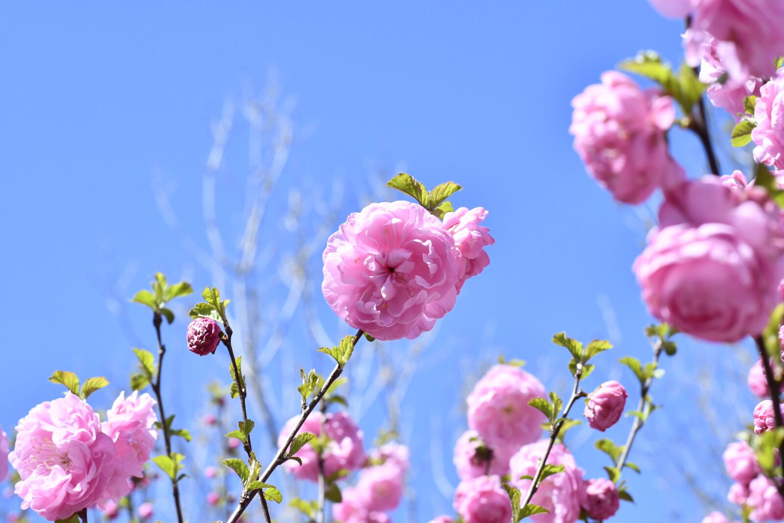Nikon D7500 sample photo. Spring, flowers, blue sky photography