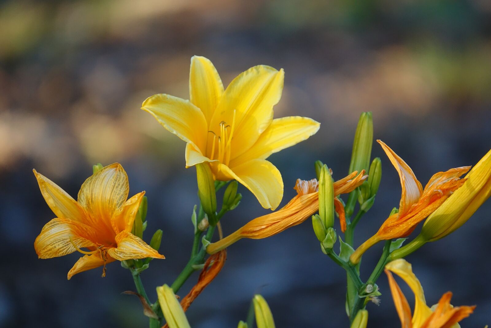 Sony Cyber-shot DSC-RX10 III sample photo. Flower, lily, yellow photography