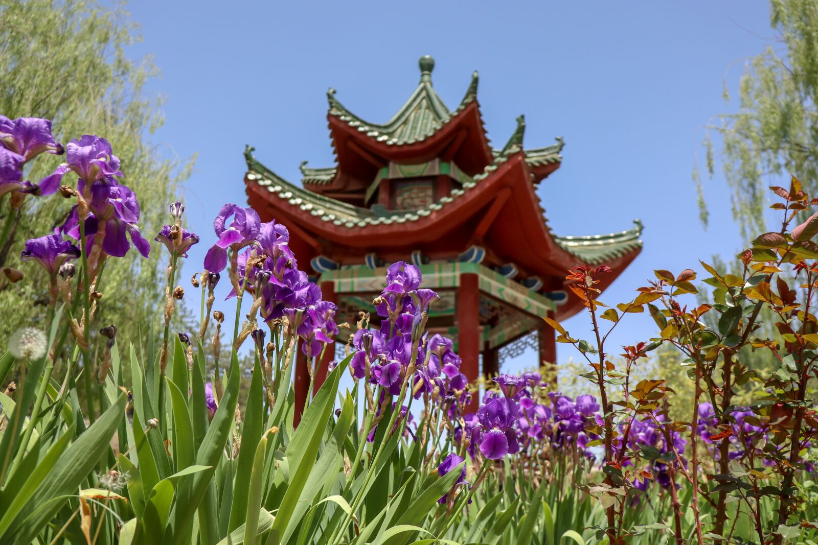 Canon EOS M5 sample photo. Chinese building, flowers, garden photography